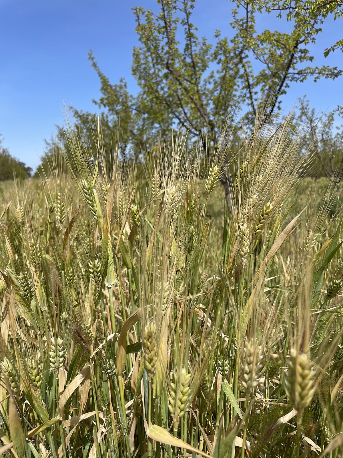 Jau (Barley) Atta 1kg