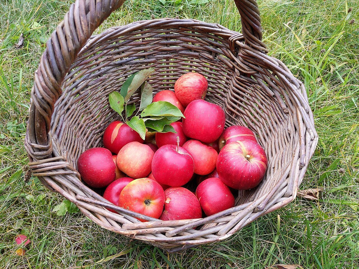 Kashmiri Apples 1kg