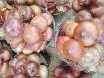 Onions 5kg
