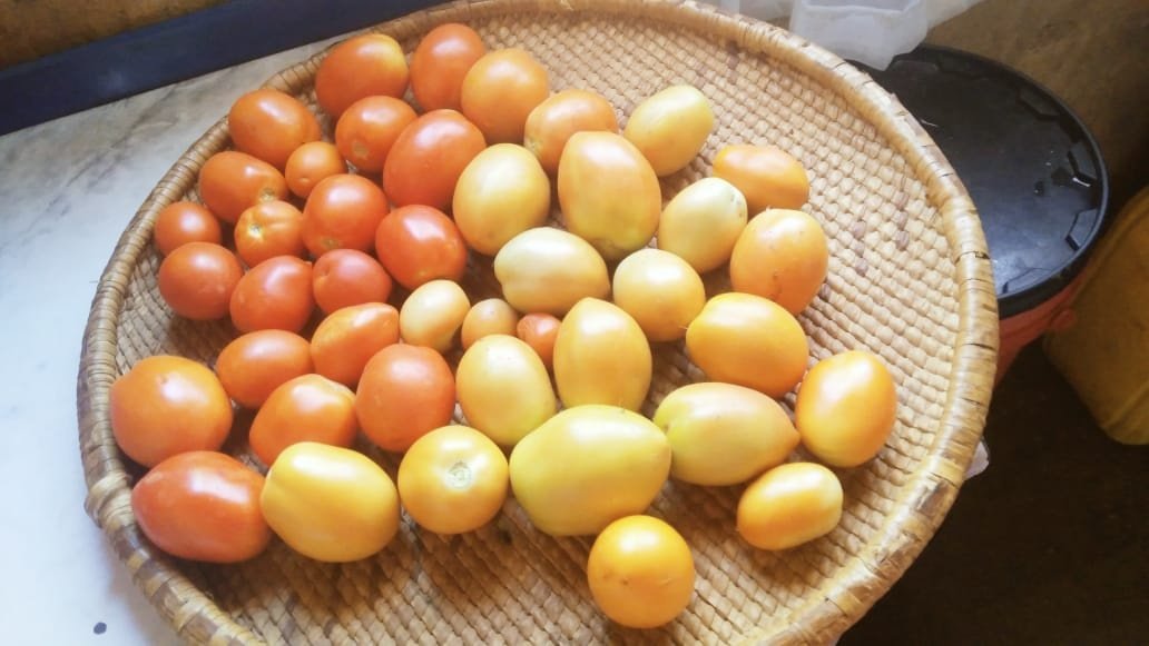 Tomatoes 2kg