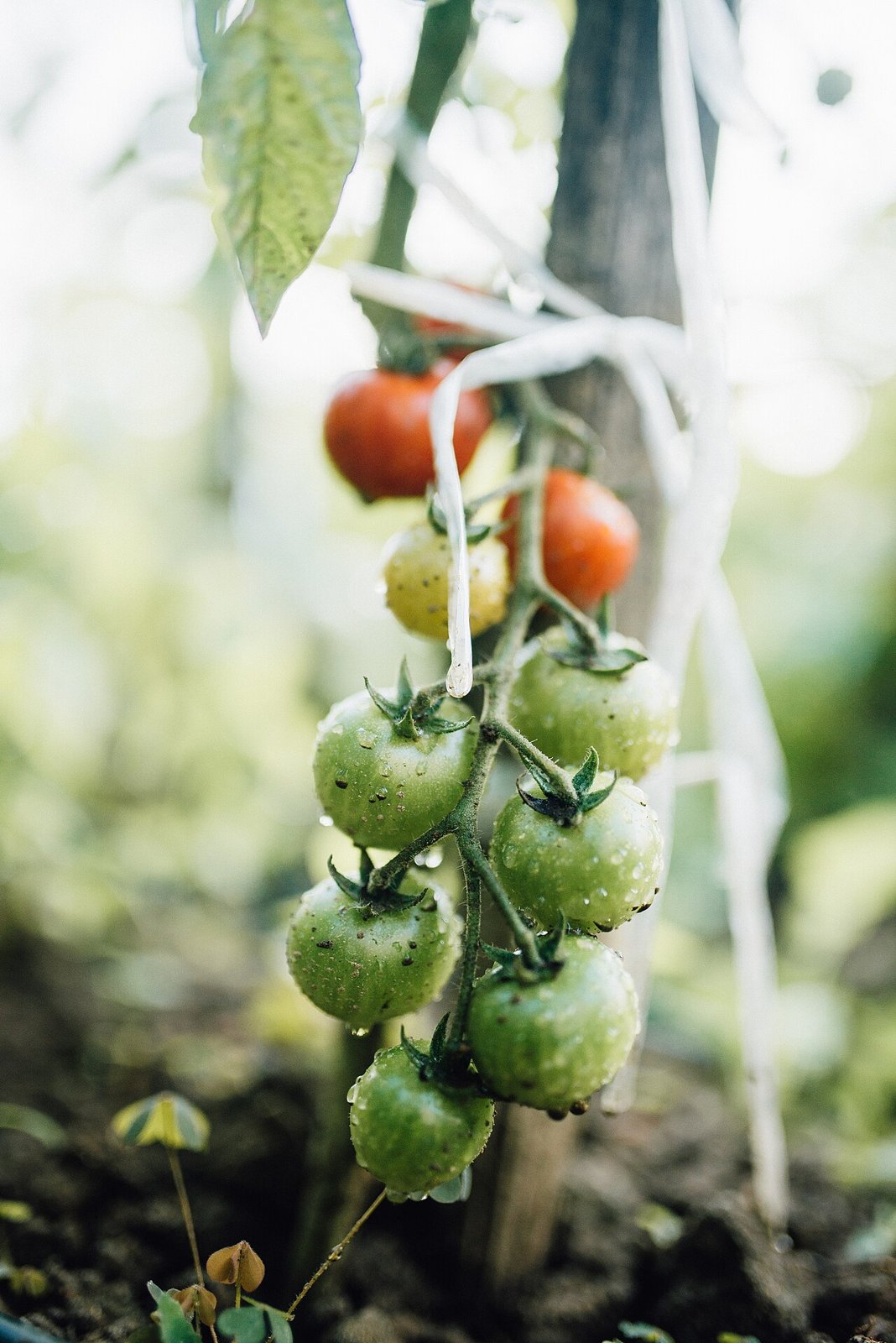Tomatoes 2kg